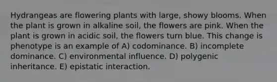 Hydrangeas are flowering plants with large, showy blooms. When the plant is grown in alkaline soil, the flowers are pink. When the plant is grown in acidic soil, the flowers turn blue. This change is phenotype is an example of A) codominance. B) incomplete dominance. C) environmental influence. D) polygenic inheritance. E) epistatic interaction.