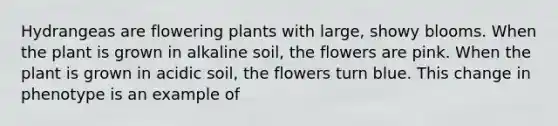 Hydrangeas are flowering plants with large, showy blooms. When the plant is grown in alkaline soil, the flowers are pink. When the plant is grown in acidic soil, the flowers turn blue. This change in phenotype is an example of