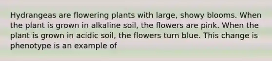 Hydrangeas are flowering plants with large, showy blooms. When the plant is grown in alkaline soil, the flowers are pink. When the plant is grown in acidic soil, the flowers turn blue. This change is phenotype is an example of