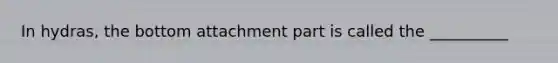 In hydras, the bottom attachment part is called the __________