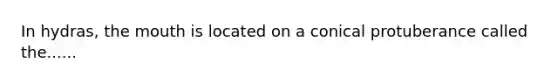 In hydras, the mouth is located on a conical protuberance called the......