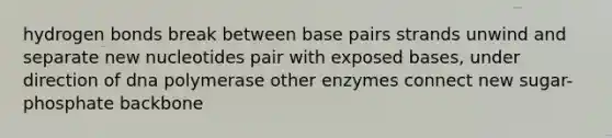 hydrogen bonds break between base pairs strands unwind and separate new nucleotides pair with exposed bases, under direction of dna polymerase other enzymes connect new sugar- phosphate backbone