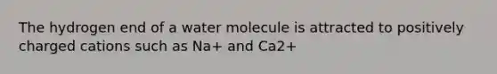 The hydrogen end of a water molecule is attracted to positively charged cations such as Na+ and Ca2+