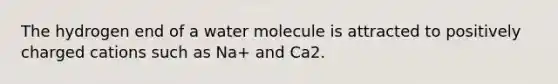 The hydrogen end of a water molecule is attracted to positively charged cations such as Na+ and Ca2.