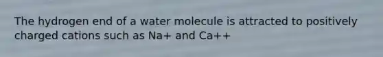 The hydrogen end of a water molecule is attracted to positively charged cations such as Na+ and Ca++