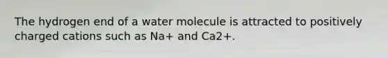 The hydrogen end of a water molecule is attracted to positively charged cations such as Na+ and Ca2+.