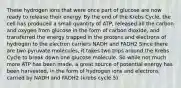 These hydrogen ions that were once part of glucose are now ready to release their energy. By the end of the Krebs Cycle, the cell has produced a small quantity of ATP, released all the carbon and oxygen from glucose in the form of carbon dioxide, and transferred the energy trapped in the protons and electrons of hydrogen to the electron carriers NADH and FADH2 Since there are two pyruvate molecules, it takes two trips around the Krebs Cycle to break down one glucose molecule. So while not much more ATP has been made, a great source of potential energy has been harvested, in the form of hydrogen ions and electrons carried by NADH and FADH2 (krebs cycle 5)