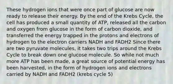 These hydrogen ions that were once part of glucose are now ready to release their energy. By the end of the <a href='https://www.questionai.com/knowledge/kqfW58SNl2-krebs-cycle' class='anchor-knowledge'>krebs cycle</a>, the cell has produced a small quantity of ATP, released all the carbon and oxygen from glucose in the form of carbon dioxide, and transferred the energy trapped in the protons and electrons of hydrogen to the electron carriers NADH and FADH2 Since there are two pyruvate molecules, it takes two trips around the Krebs Cycle to break down one glucose molecule. So while not much more ATP has been made, a great source of potential energy has been harvested, in the form of hydrogen ions and electrons carried by NADH and FADH2 (krebs cycle 5)