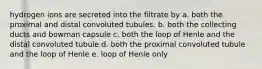 hydrogen ions are secreted into the filtrate by a. both the proximal and distal convoluted tubules. b. both the collecting ducts and bowman capsule c. both the loop of Henle and the distal convoluted tubule d. both the proximal convoluted tubule and the loop of Henle e. loop of Henle only