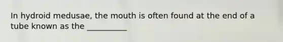 In hydroid medusae, <a href='https://www.questionai.com/knowledge/krBoWYDU6j-the-mouth' class='anchor-knowledge'>the mouth</a> is often found at the end of a tube known as the __________