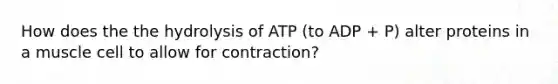 How does the the hydrolysis of ATP (to ADP + P) alter proteins in a muscle cell to allow for contraction?