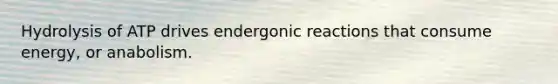 Hydrolysis of ATP drives endergonic reactions that consume energy, or anabolism.