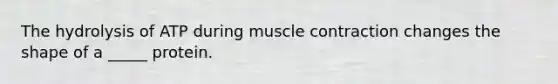 The hydrolysis of ATP during <a href='https://www.questionai.com/knowledge/k0LBwLeEer-muscle-contraction' class='anchor-knowledge'>muscle contraction</a> changes the shape of a _____ protein.