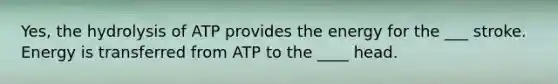 Yes, the hydrolysis of ATP provides the energy for the ___ stroke. Energy is transferred from ATP to the ____ head.