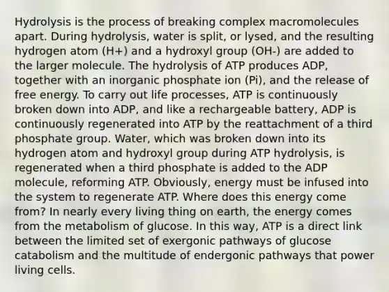 Hydrolysis is the process of breaking complex macromolecules apart. During hydrolysis, water is split, or lysed, and the resulting hydrogen atom (H+) and a hydroxyl group (OH-) are added to the larger molecule. The hydrolysis of ATP produces ADP, together with an inorganic phosphate ion (Pi), and the release of free energy. To carry out life processes, ATP is continuously broken down into ADP, and like a rechargeable battery, ADP is continuously regenerated into ATP by the reattachment of a third phosphate group. Water, which was broken down into its hydrogen atom and hydroxyl group during ATP hydrolysis, is regenerated when a third phosphate is added to the ADP molecule, reforming ATP. Obviously, energy must be infused into the system to regenerate ATP. Where does this energy come from? In nearly every living thing on earth, the energy comes from the metabolism of glucose. In this way, ATP is a direct link between the limited set of exergonic pathways of glucose catabolism and the multitude of endergonic pathways that power living cells.