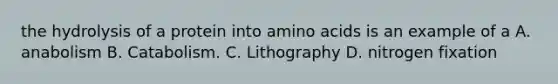 the hydrolysis of a protein into <a href='https://www.questionai.com/knowledge/k9gb720LCl-amino-acids' class='anchor-knowledge'>amino acids</a> is an example of a A. anabolism B. Catabolism. C. Lithography D. nitrogen fixation