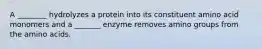 A ________ hydrolyzes a protein into its constituent amino acid monomers and a _______ enzyme removes amino groups from the amino acids.