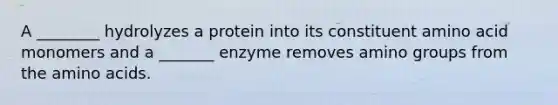 A ________ hydrolyzes a protein into its constituent amino acid monomers and a _______ enzyme removes amino groups from the amino acids.