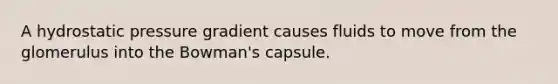 A hydrostatic pressure gradient causes fluids to move from the glomerulus into the Bowman's capsule.