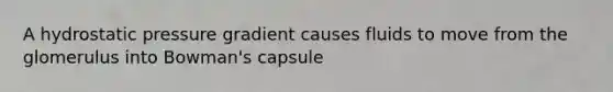 A hydrostatic pressure gradient causes fluids to move from the glomerulus into Bowman's capsule