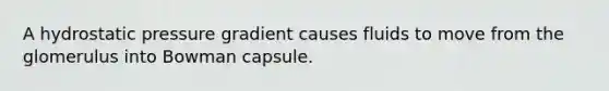 A hydrostatic pressure gradient causes fluids to move from the glomerulus into Bowman capsule.