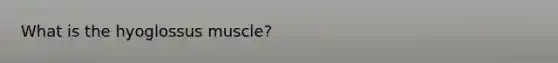 What is the hyoglossus muscle?