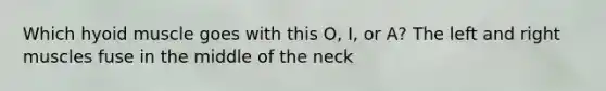 Which hyoid muscle goes with this O, I, or A? The left and right muscles fuse in the middle of the neck