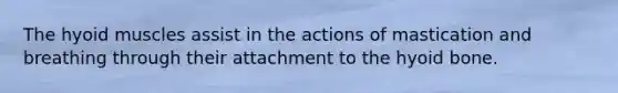 The hyoid muscles assist in the actions of mastication and breathing through their attachment to the hyoid bone.