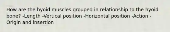 How are the hyoid muscles grouped in relationship to the <a href='https://www.questionai.com/knowledge/kVV1acPC4Z-hyoid-bone' class='anchor-knowledge'>hyoid bone</a>? -Length -Vertical position -Horizontal position -Action -Origin and insertion