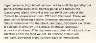 Hypercalcemia, high blood calcium, will turn off the (parathyroid gland, parafollicular cells, thyroid gland) and turn on the (parathyroid gland, thyroid gland, parafollicular cells of the thyroid) to release (calcitonin, PTH) into the blood. These will produce the following actions: (increase, decrease) calcium release from bone into the blood; (increase, decrease) excretion of calcium in urine by the kidneys; (increase, decrease) activation of vitamin D to decrease absorption of calcium in the intestines from the food we eat. All of these actions will (increase, decrease) blood calcium back to homeostasis.