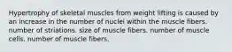 Hypertrophy of skeletal muscles from weight lifting is caused by an increase in the number of nuclei within the muscle fibers. number of striations. size of muscle fibers. number of muscle cells. number of muscle fibers.