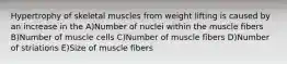 Hypertrophy of skeletal muscles from weight lifting is caused by an increase in the A)Number of nuclei within the muscle fibers B)Number of muscle cells C)Number of muscle fibers D)Number of striations E)Size of muscle fibers