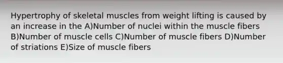 Hypertrophy of skeletal muscles from weight lifting is caused by an increase in the A)Number of nuclei within the muscle fibers B)Number of muscle cells C)Number of muscle fibers D)Number of striations E)Size of muscle fibers