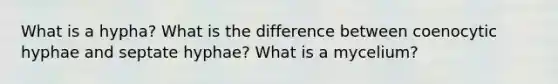 What is a hypha? What is the difference between coenocytic hyphae and septate hyphae? What is a mycelium?