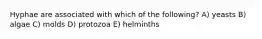 Hyphae are associated with which of the following? A) yeasts B) algae C) molds D) protozoa E) helminths