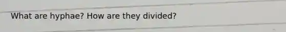 What are hyphae? How are they divided?