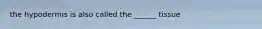 the hypodermis is also called the ______ tissue