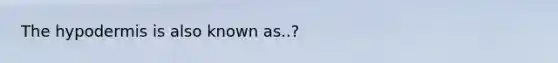 The hypodermis is also known as..?