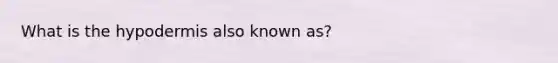 What is the hypodermis also known as?