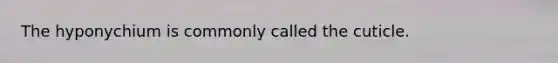 The hyponychium is commonly called the cuticle.