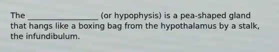 The __________________ (or hypophysis) is a pea-shaped gland that hangs like a boxing bag from the hypothalamus by a stalk, the infundibulum.