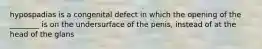 hypospadias is a congenital defect in which the opening of the ________ is on the undersurface of the penis, instead of at the head of the glans