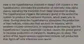 How is the hypothalamus involved in sleep? Cell clusters in the hypothalamus stimulate the production of relatively slow alpha waves, signaling the transition from deep relaxation to sleep. The hypothalamus triggers the pituitary gland in the endocrine system to produce the hormone thyroxin, which leads you to sleep. During sleep the hypothalamus stimulates the production of free radicals, molecules that are toxic to neurons, which weakens unused connections. In response to decreasing light the hypothalamus' suprachiastmatic nucleus causes the pineal gland to increase production of melatonin, leading you to sleep. The action of the hypothalamus suppresses immune cell production that fights off viral infections and cancer.