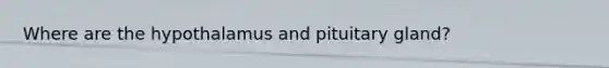 Where are the hypothalamus and pituitary gland?