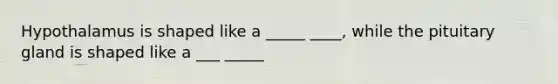Hypothalamus is shaped like a _____ ____, while the pituitary gland is shaped like a ___ _____