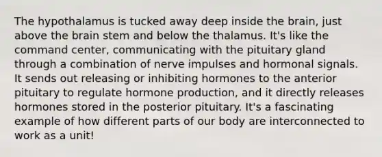 The hypothalamus is tucked away deep inside the brain, just above the brain stem and below the thalamus. It's like the command center, communicating with the pituitary gland through a combination of nerve impulses and hormonal signals. It sends out releasing or inhibiting hormones to the anterior pituitary to regulate hormone production, and it directly releases hormones stored in the posterior pituitary. It's a fascinating example of how different parts of our body are interconnected to work as a unit!