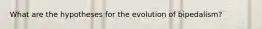 What are the hypotheses for the evolution of bipedalism?