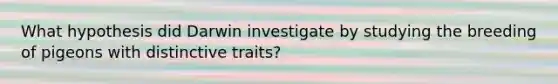 What hypothesis did Darwin investigate by studying the breeding of pigeons with distinctive traits?