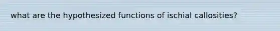 what are the hypothesized functions of ischial callosities?