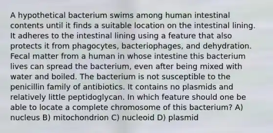 A hypothetical bacterium swims among human intestinal contents until it finds a suitable location on the intestinal lining. It adheres to the intestinal lining using a feature that also protects it from phagocytes, bacteriophages, and dehydration. Fecal matter from a human in whose intestine this bacterium lives can spread the bacterium, even after being mixed with water and boiled. The bacterium is not susceptible to the penicillin family of antibiotics. It contains no plasmids and relatively little peptidoglycan. In which feature should one be able to locate a complete chromosome of this bacterium? A) nucleus B) mitochondrion C) nucleoid D) plasmid